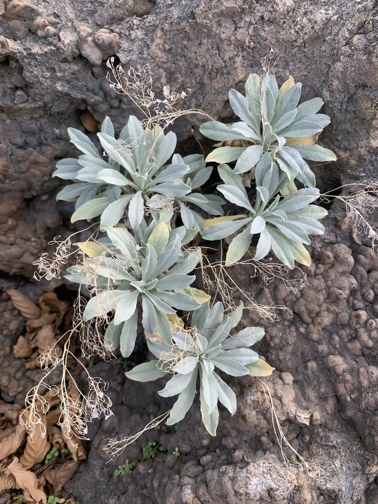 Aurinia Saxatilis