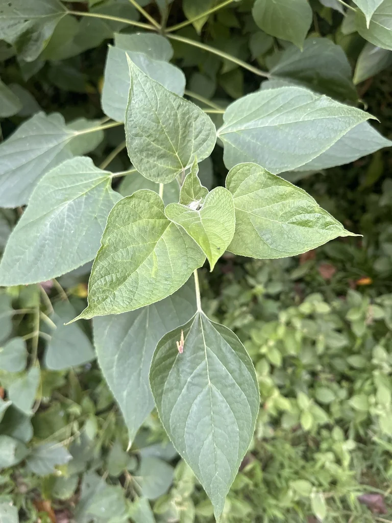 Clerodendrum Trichotomum