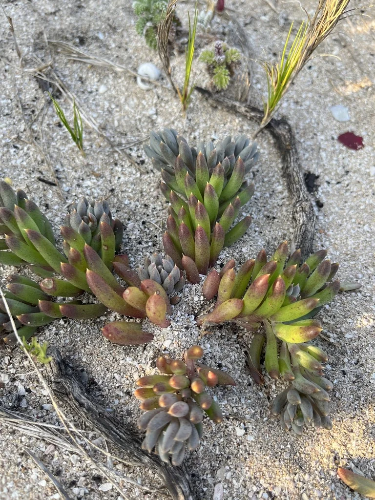 Othonna Capensis