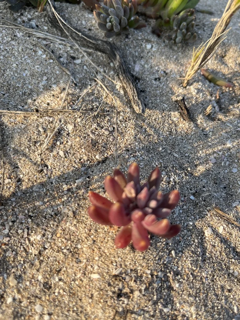 Othonna Capensis