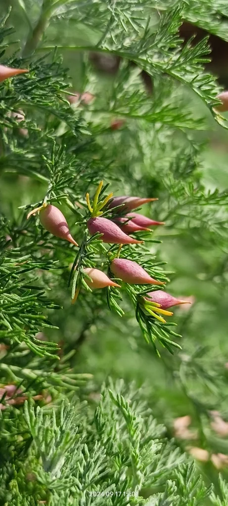 Artemisia Abrotanum