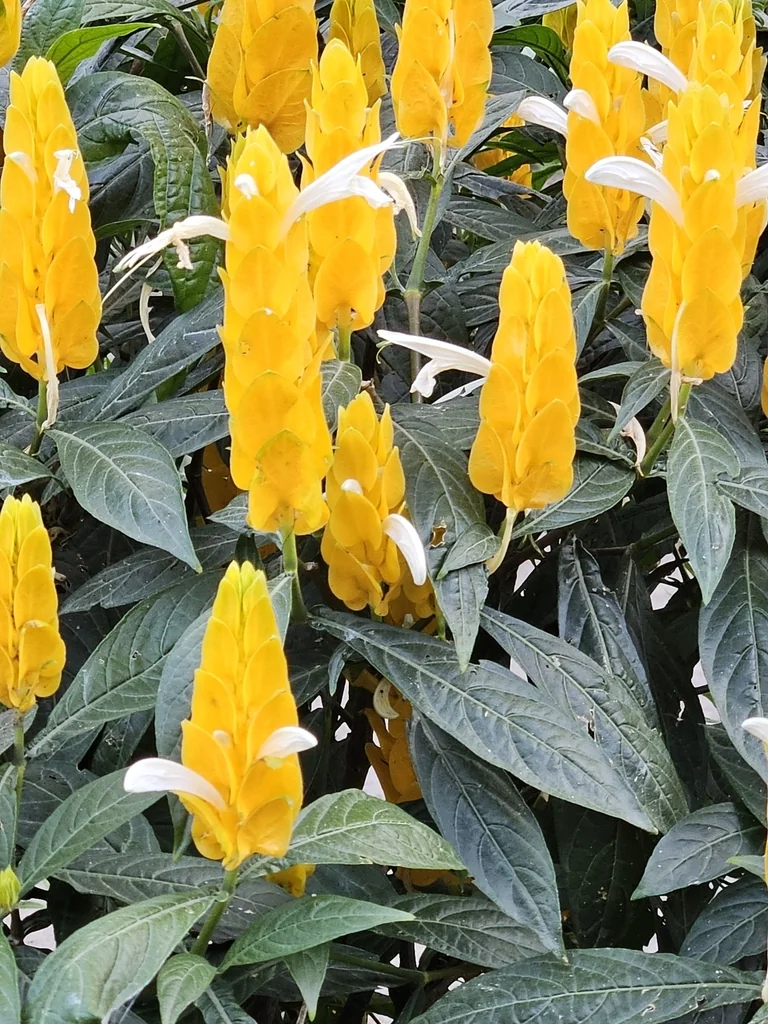 Pachystachys Lutea