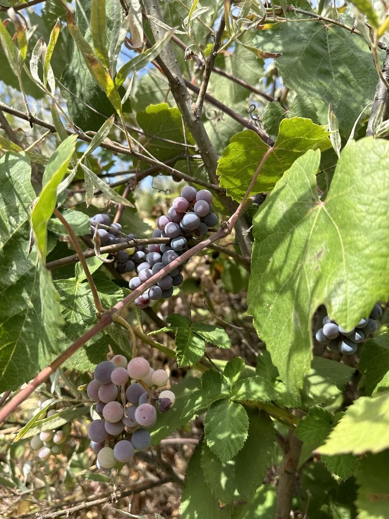 Vitis Californica