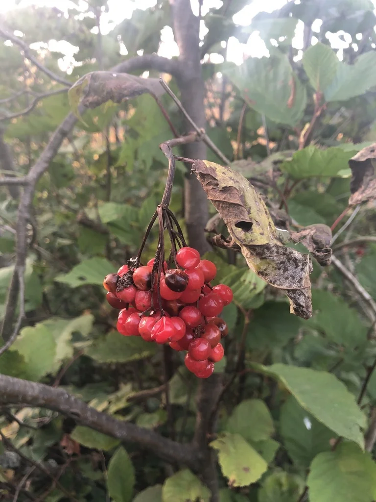 Viburnum Opulus Var. Americanum
