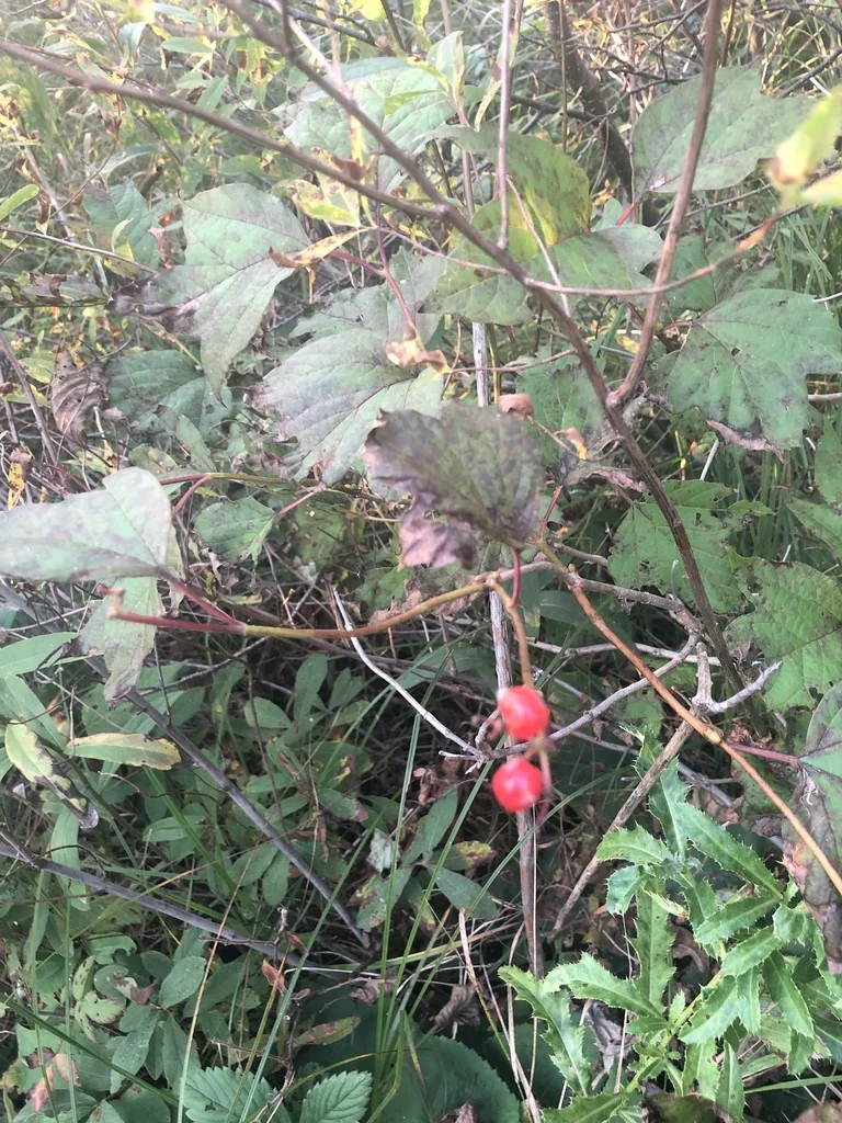 Viburnum Opulus Var. Americanum