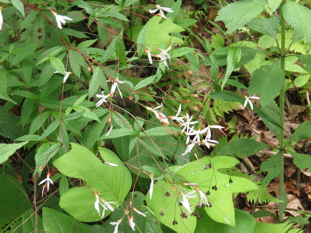 Porteranthus Trifoliatus