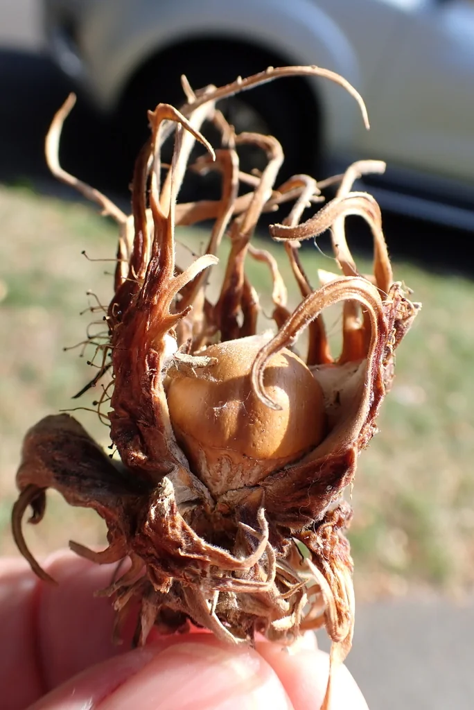 Corylus Colurna
