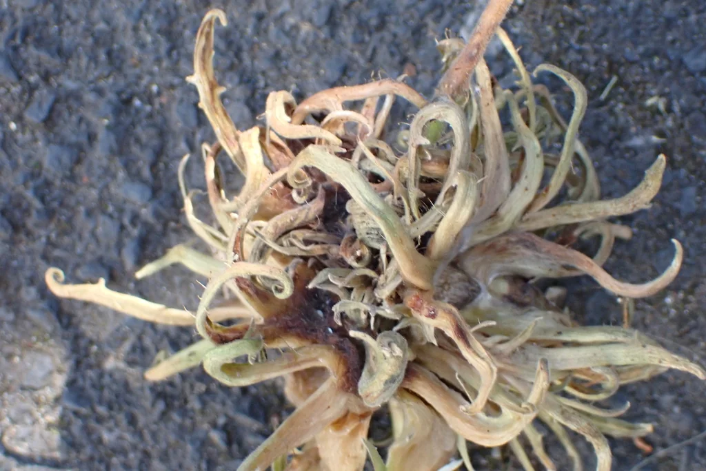 Corylus Colurna