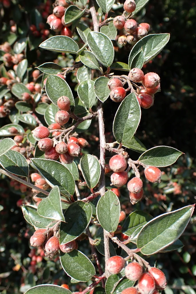Cotoneaster Franchetii