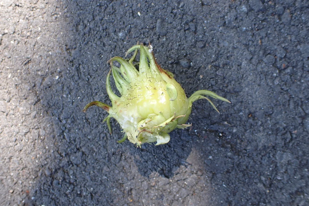Corylus Colurna