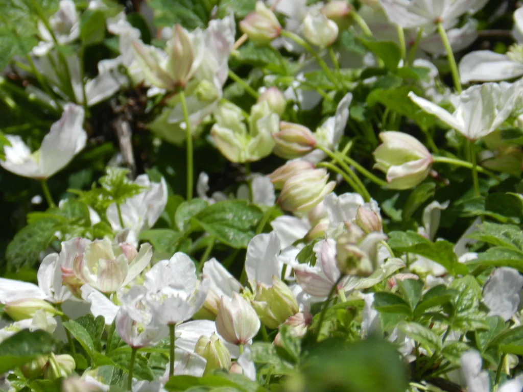 Clematis Montana