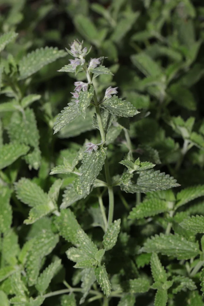 Nepeta Racemosa