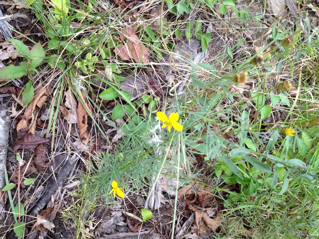 Coreopsis verticillata