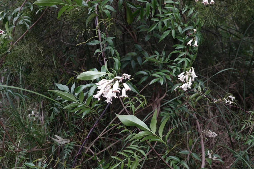 Pandorea Pandorana