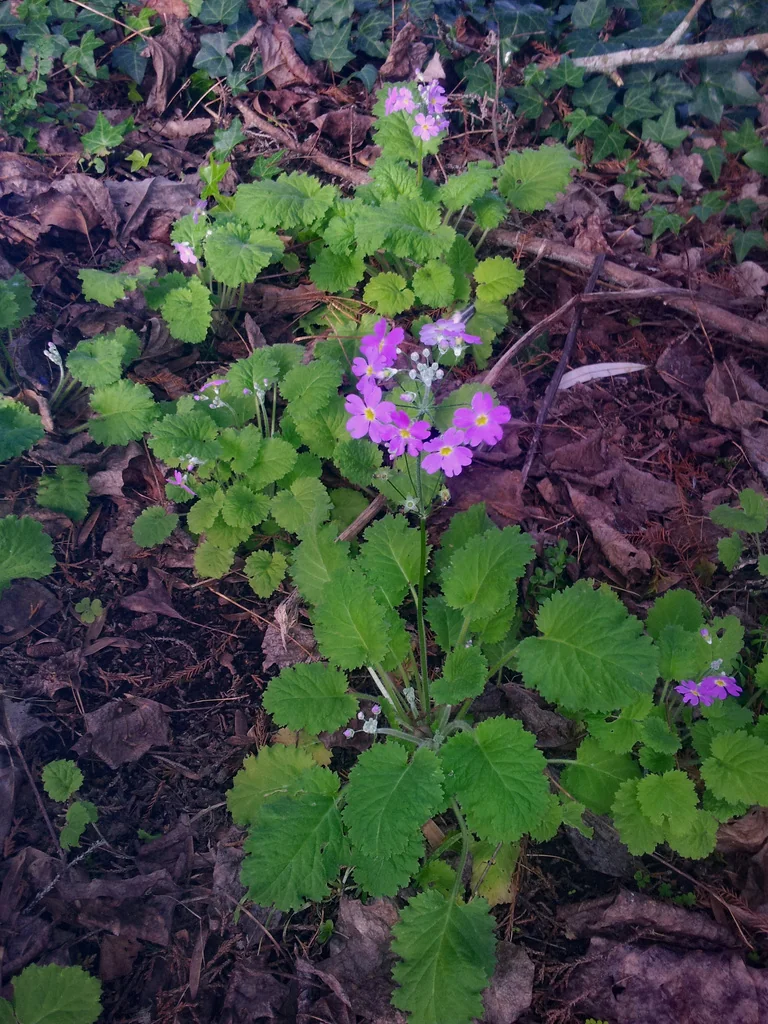 Primula Malacoides