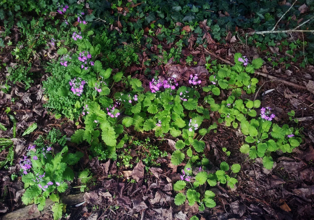 Primula Malacoides