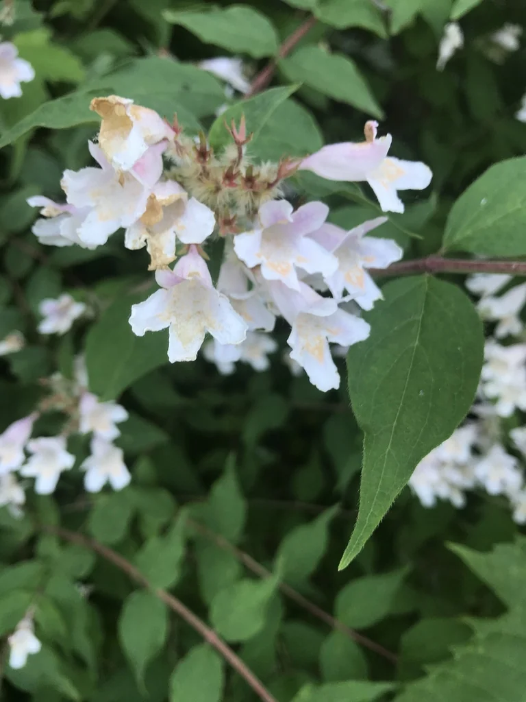 Kolkwitzia Amabilis