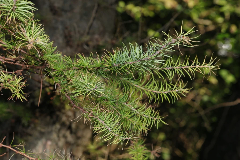 Larix Kaempferi