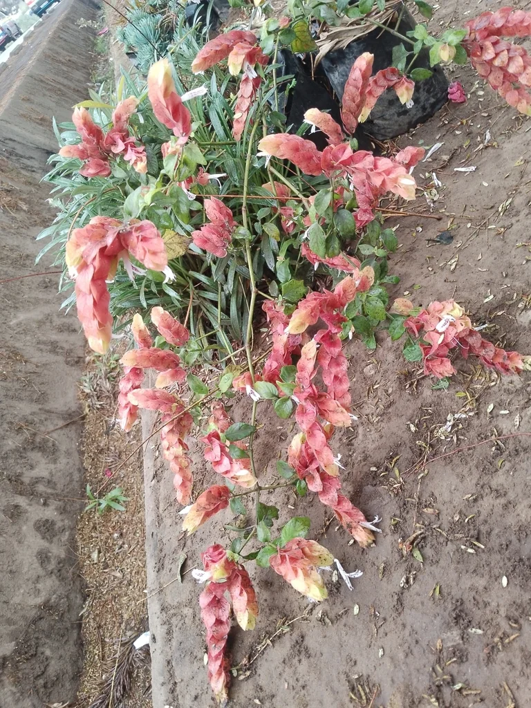 Justicia Brandegeeana