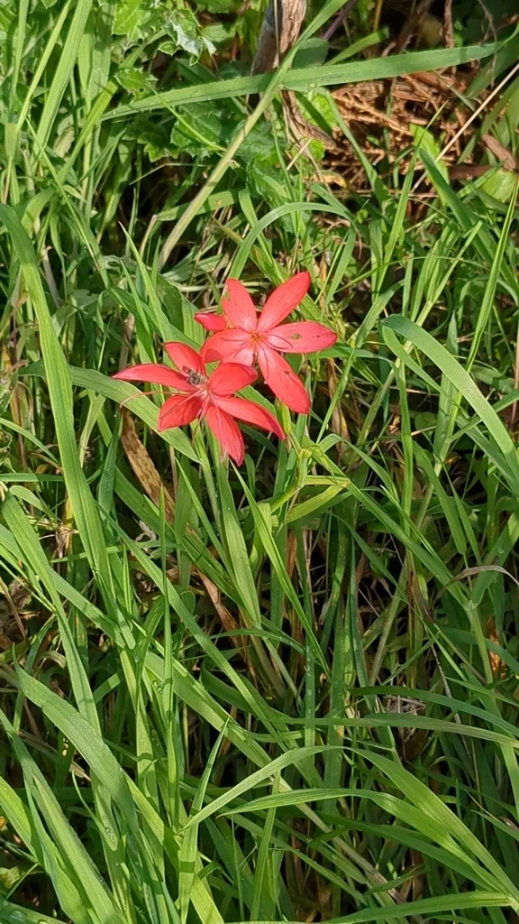 Schizostylis Coccinea