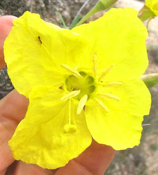 Calylophus Hartwegii