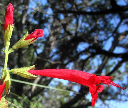 Salvia Roemeriana