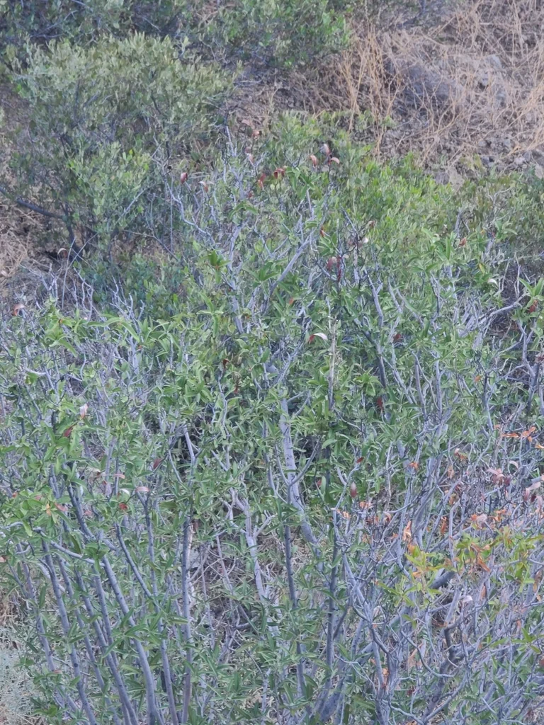 Vauquelinia Californica