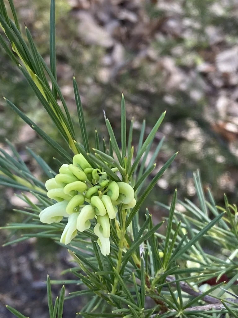 Grevillea Rosmarinifolia