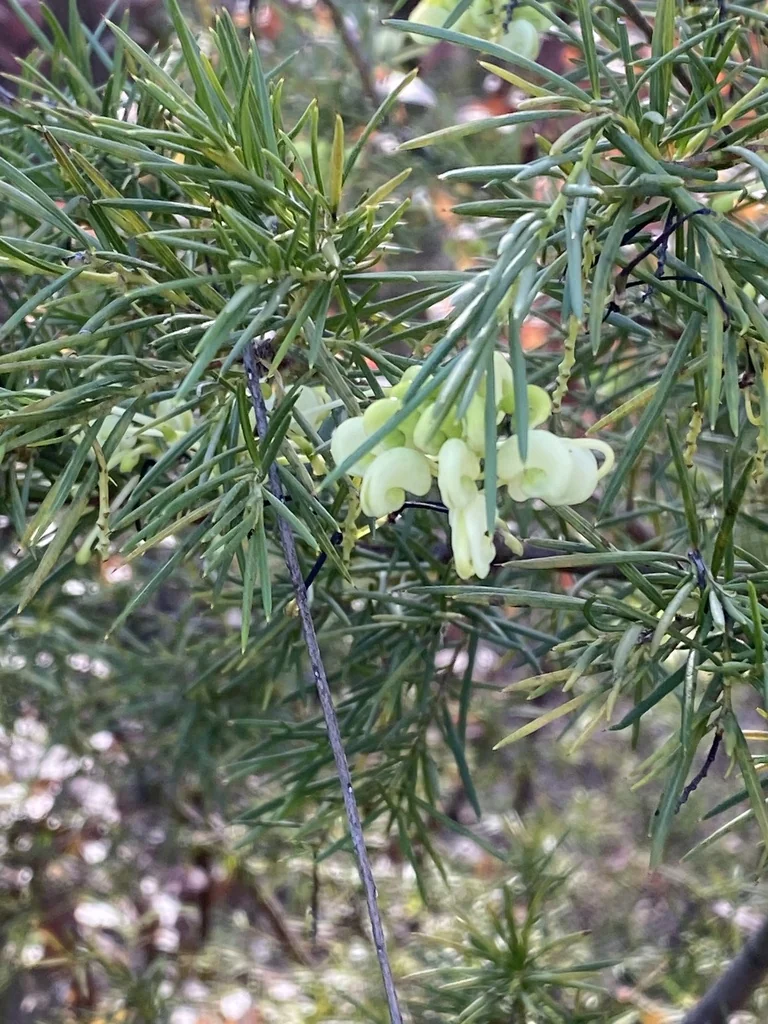 Grevillea Rosmarinifolia
