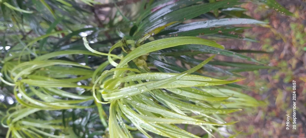 Podocarpus Henkelii
