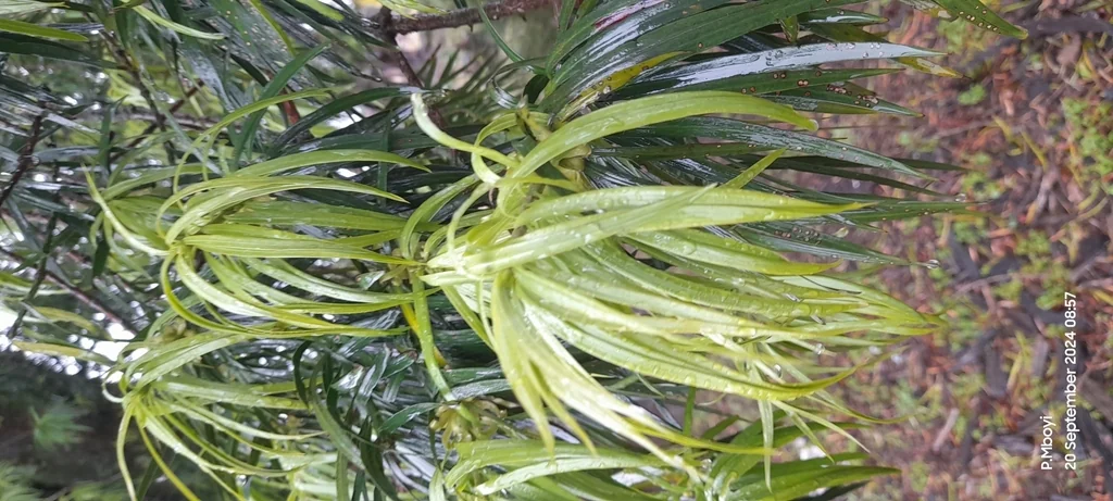 Podocarpus Henkelii