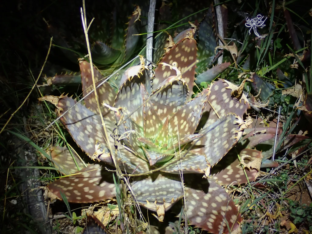 Aloe Saponaria