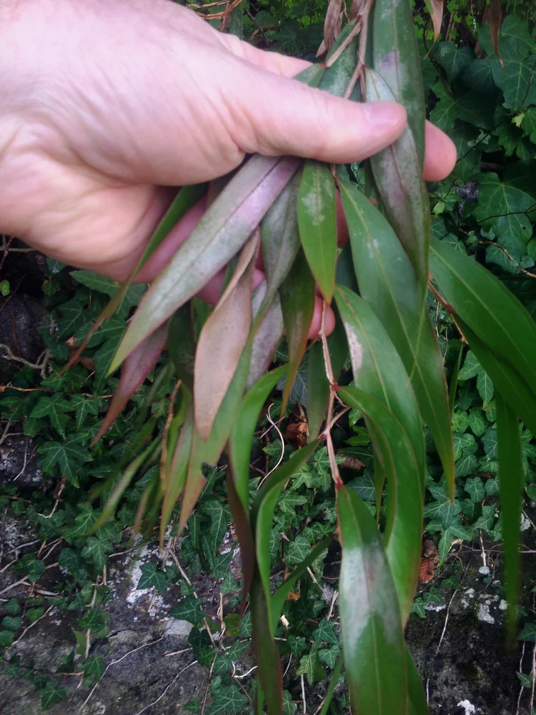 Agonis Flexuosa