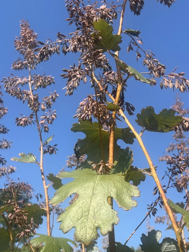 Macleaya Cordata