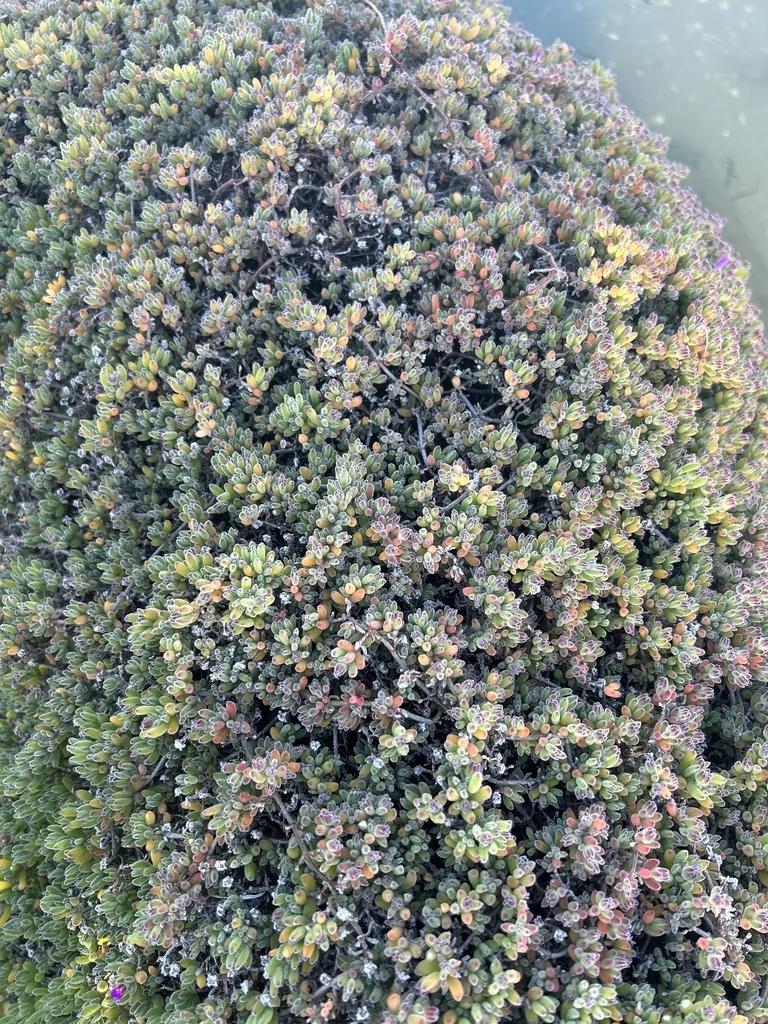 Drosanthemum Floribundum