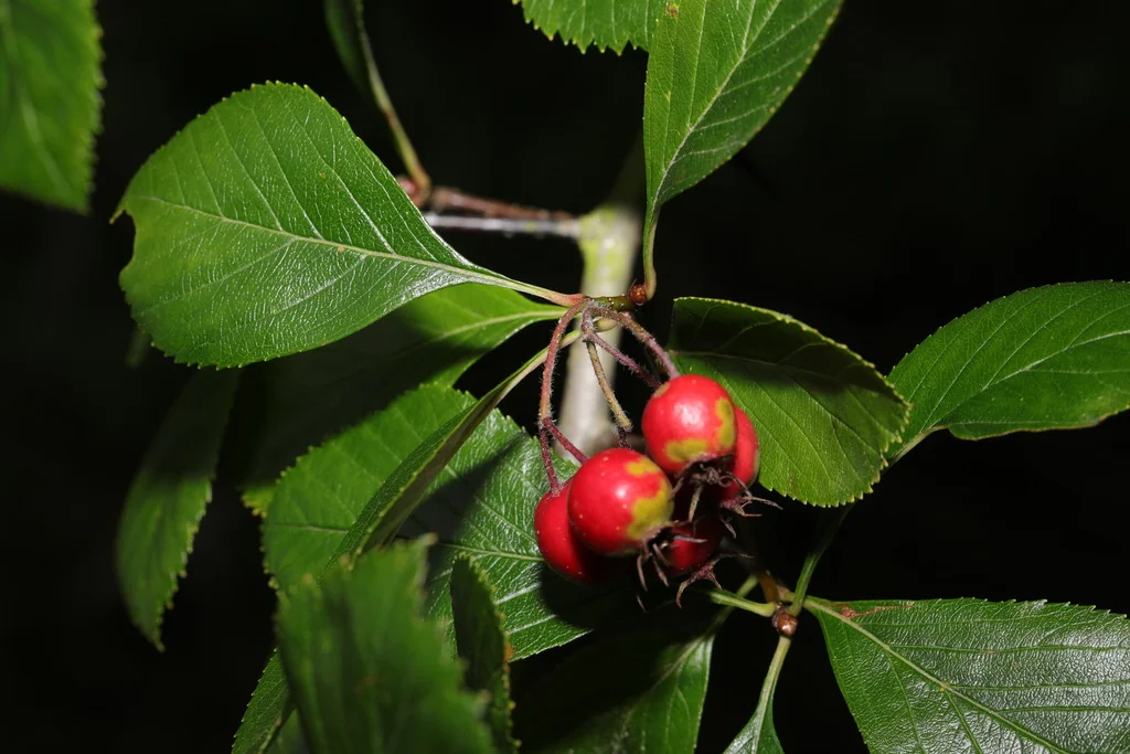 Crataegus Crus-Galli