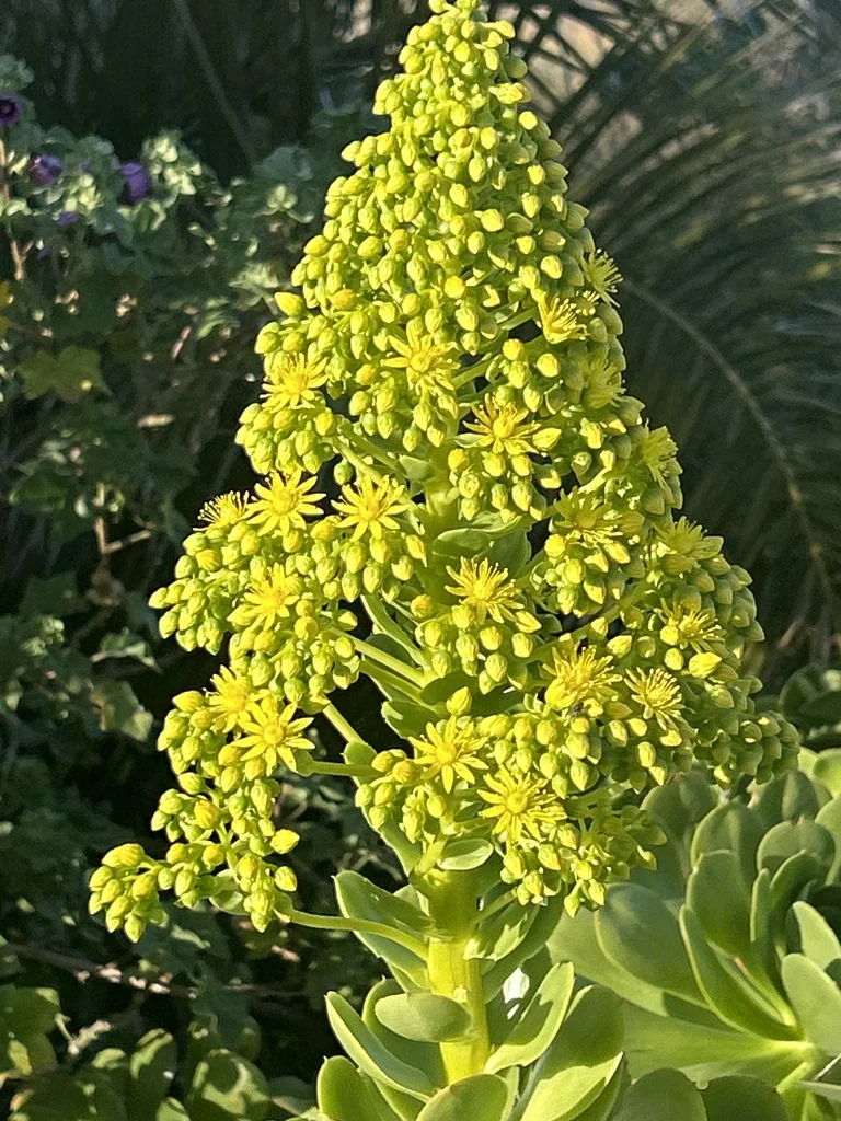 Aeonium Arboreum