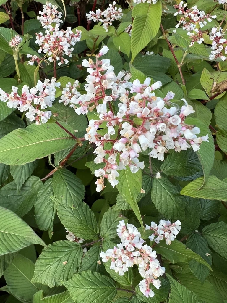 Persicaria Campanulata