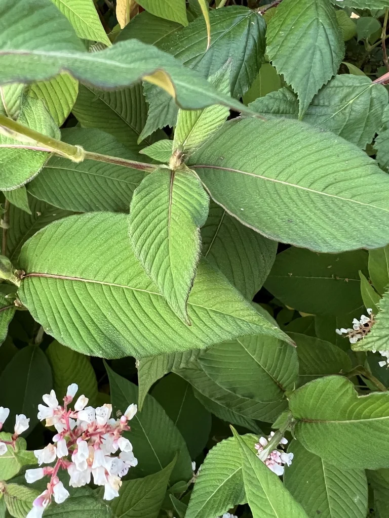 Persicaria Campanulata