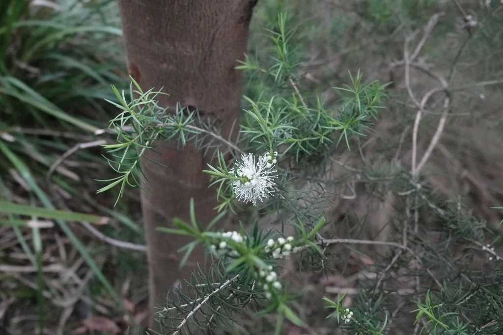 Melaleuca Ericifolia