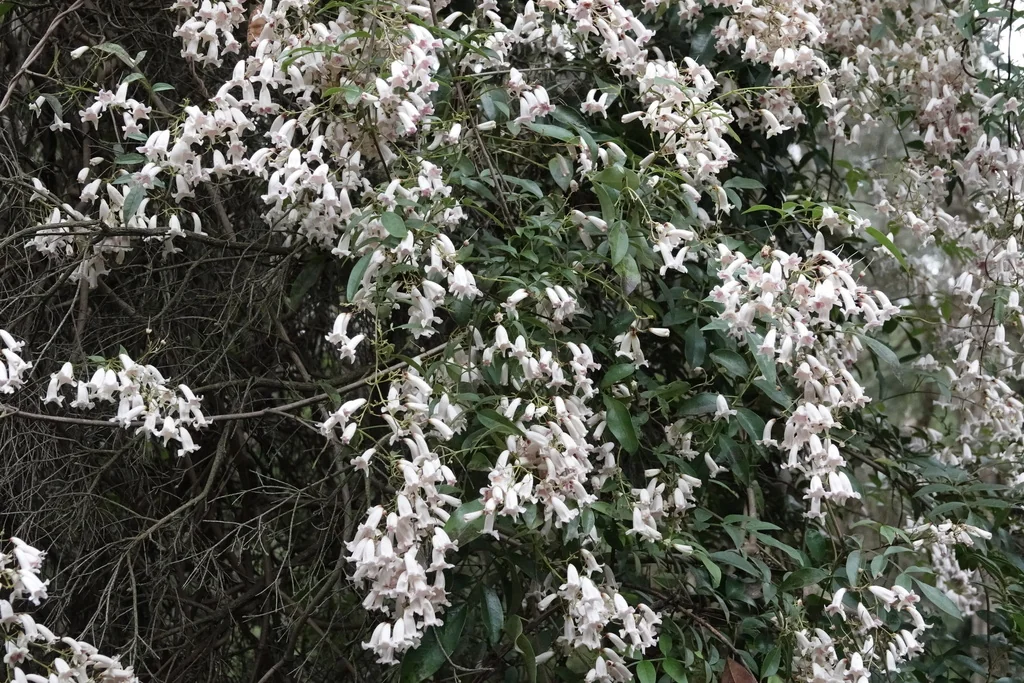 Pandorea Pandorana