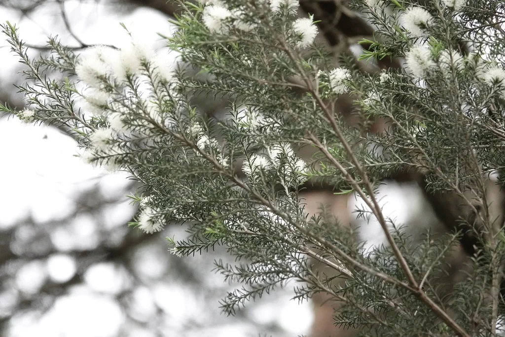 Melaleuca Ericifolia
