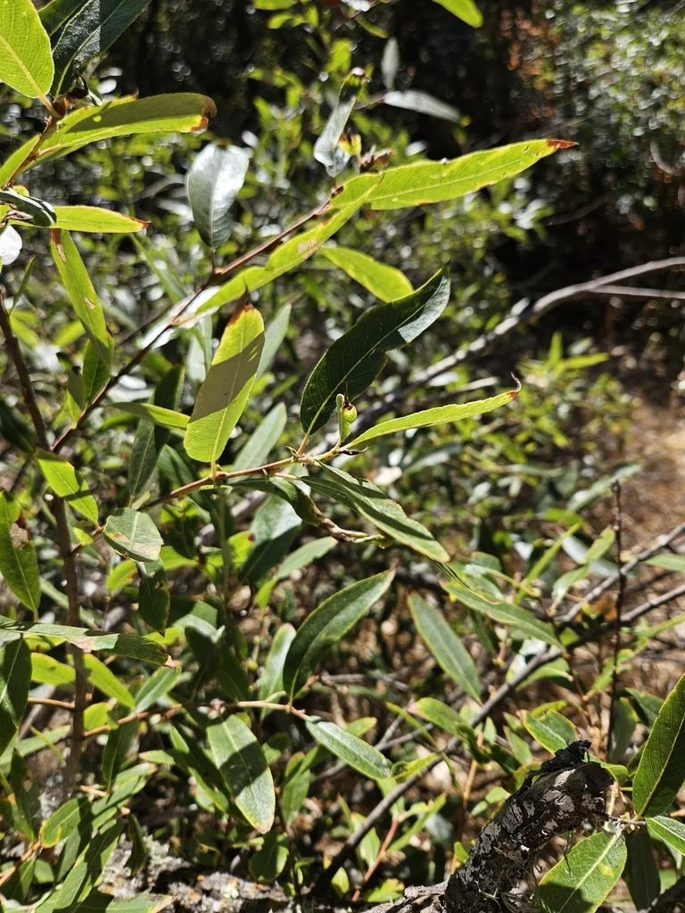 Salix Laevigata