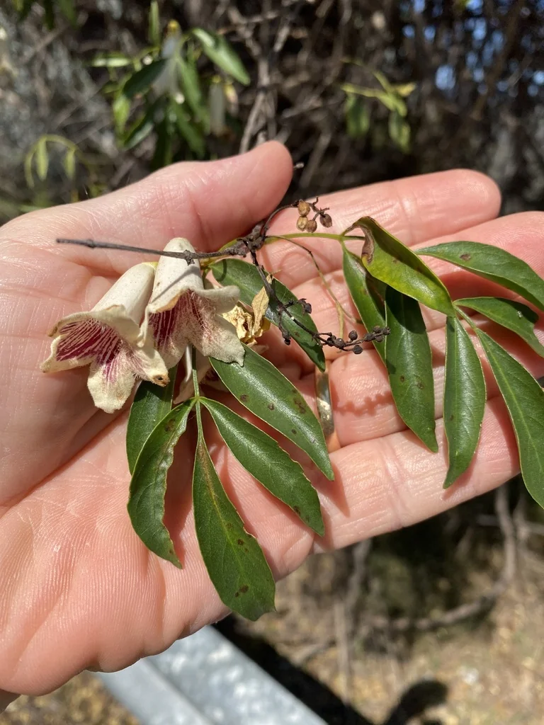 Pandorea Pandorana