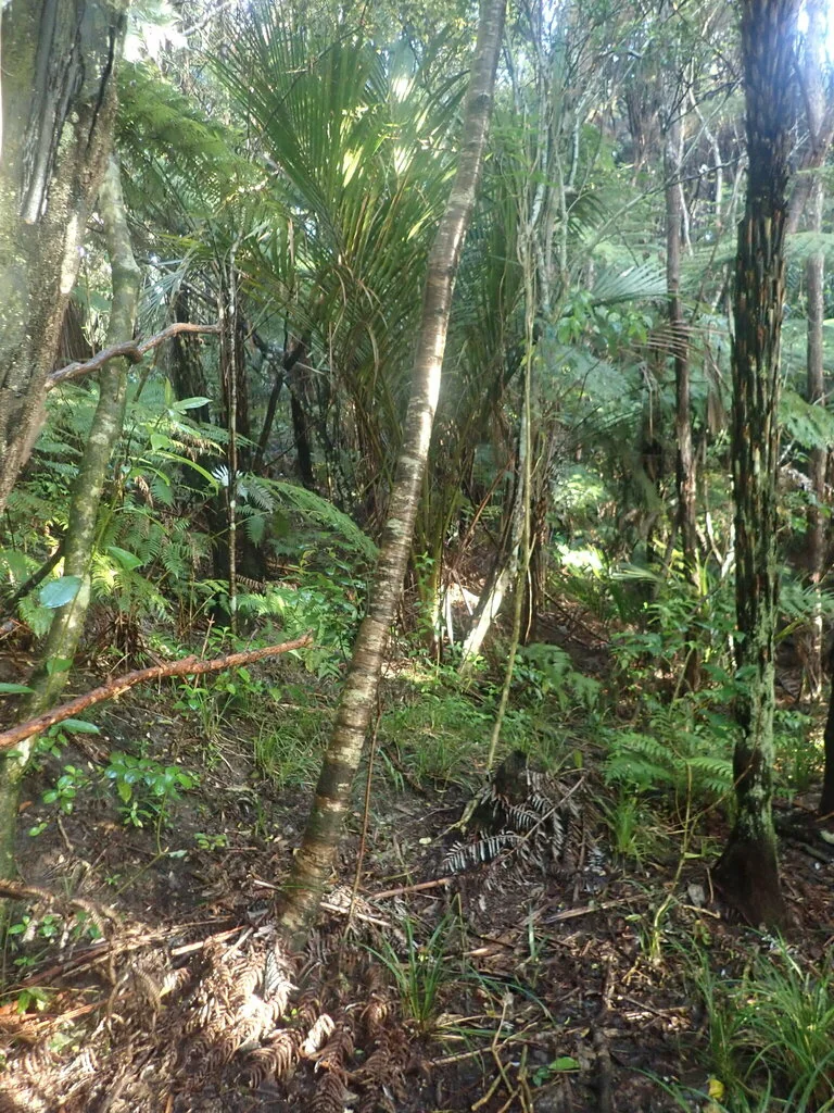 Prunus Serrulata