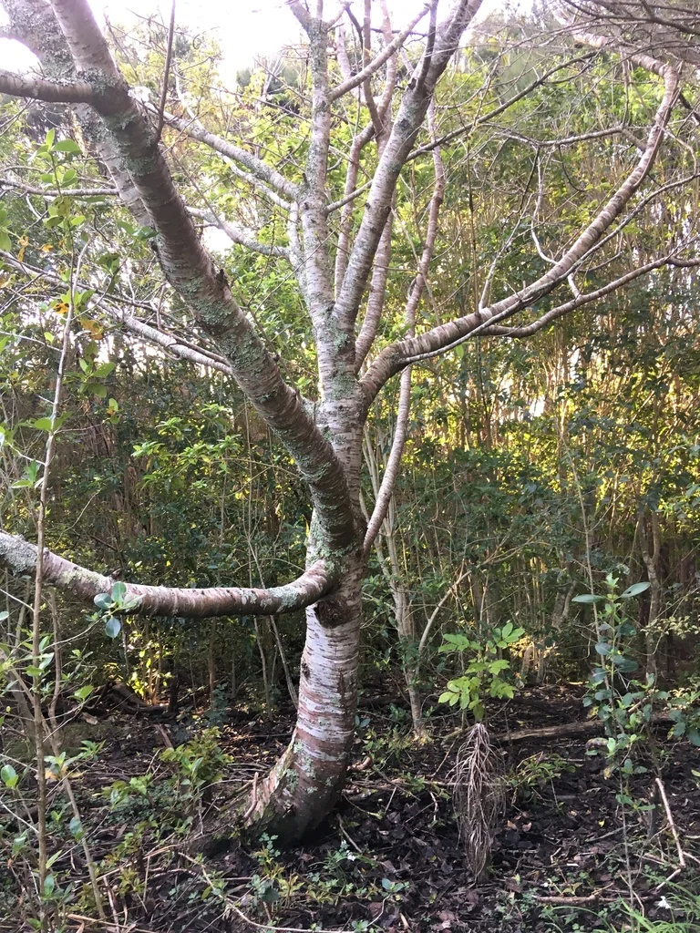 Prunus Serrulata