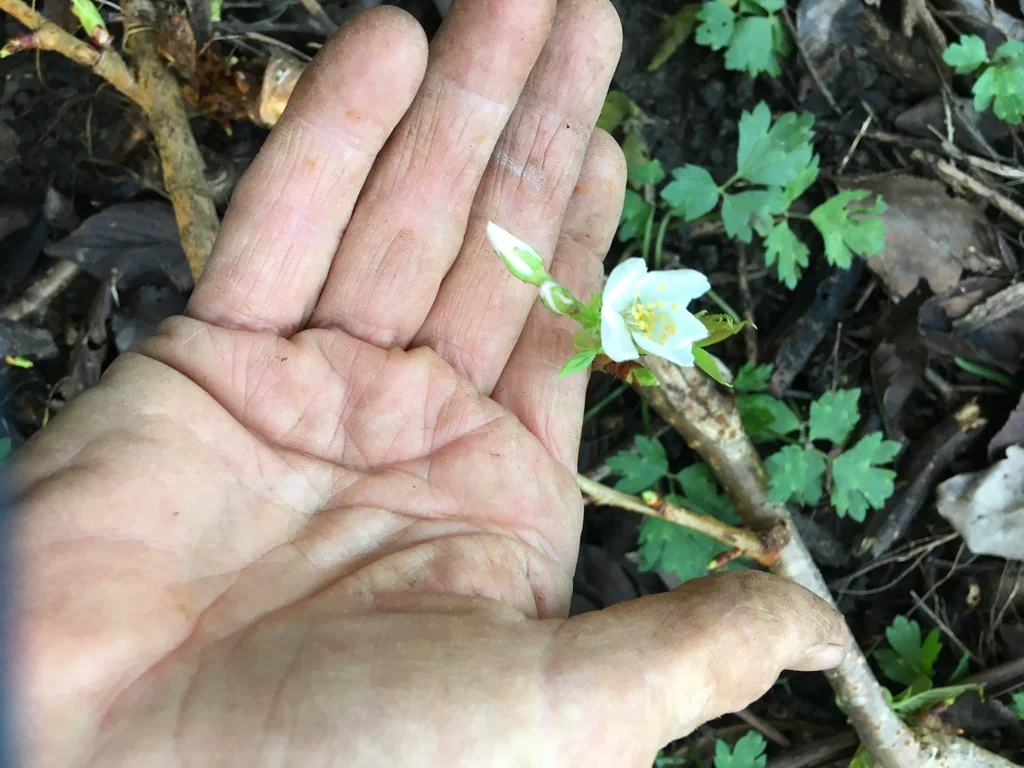 Prunus Serrulata