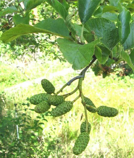 Alnus Rhombifolia