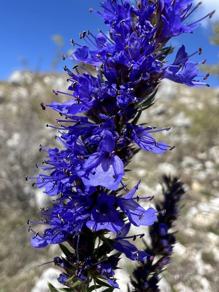 Hyssopus officinalis