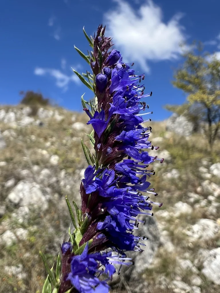 Hyssopus officinalis